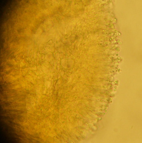 da determinare (Ramariopsis crocea)
